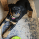 AKC Rottweiler Puppy Ready For Her New Home
